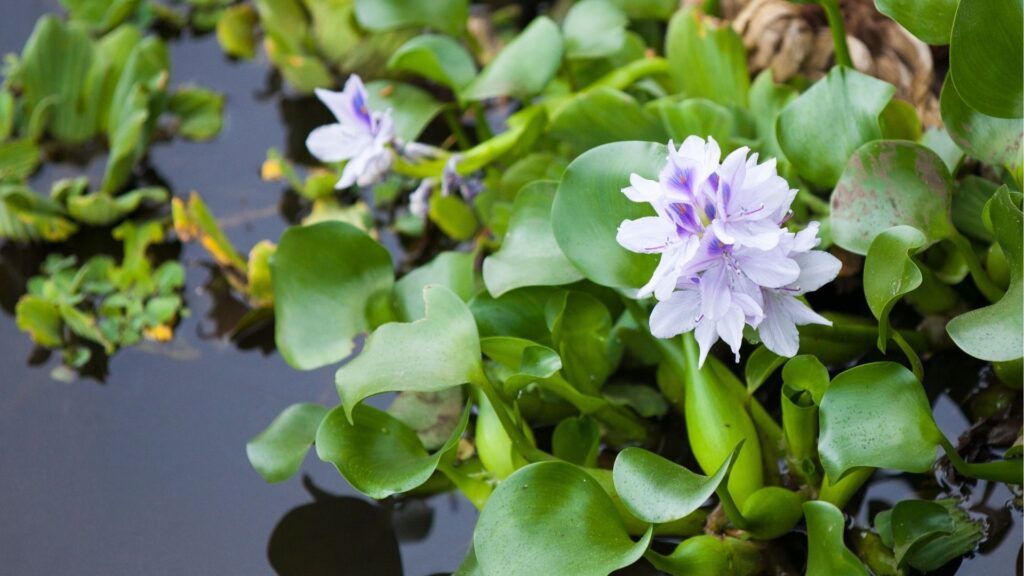 Various Pattern of Water Hyacinth Woven Craft